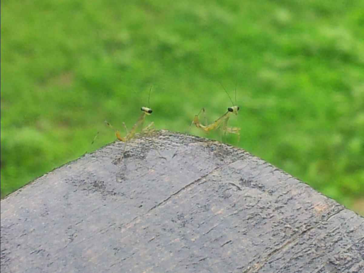 20120422Organic Farm03